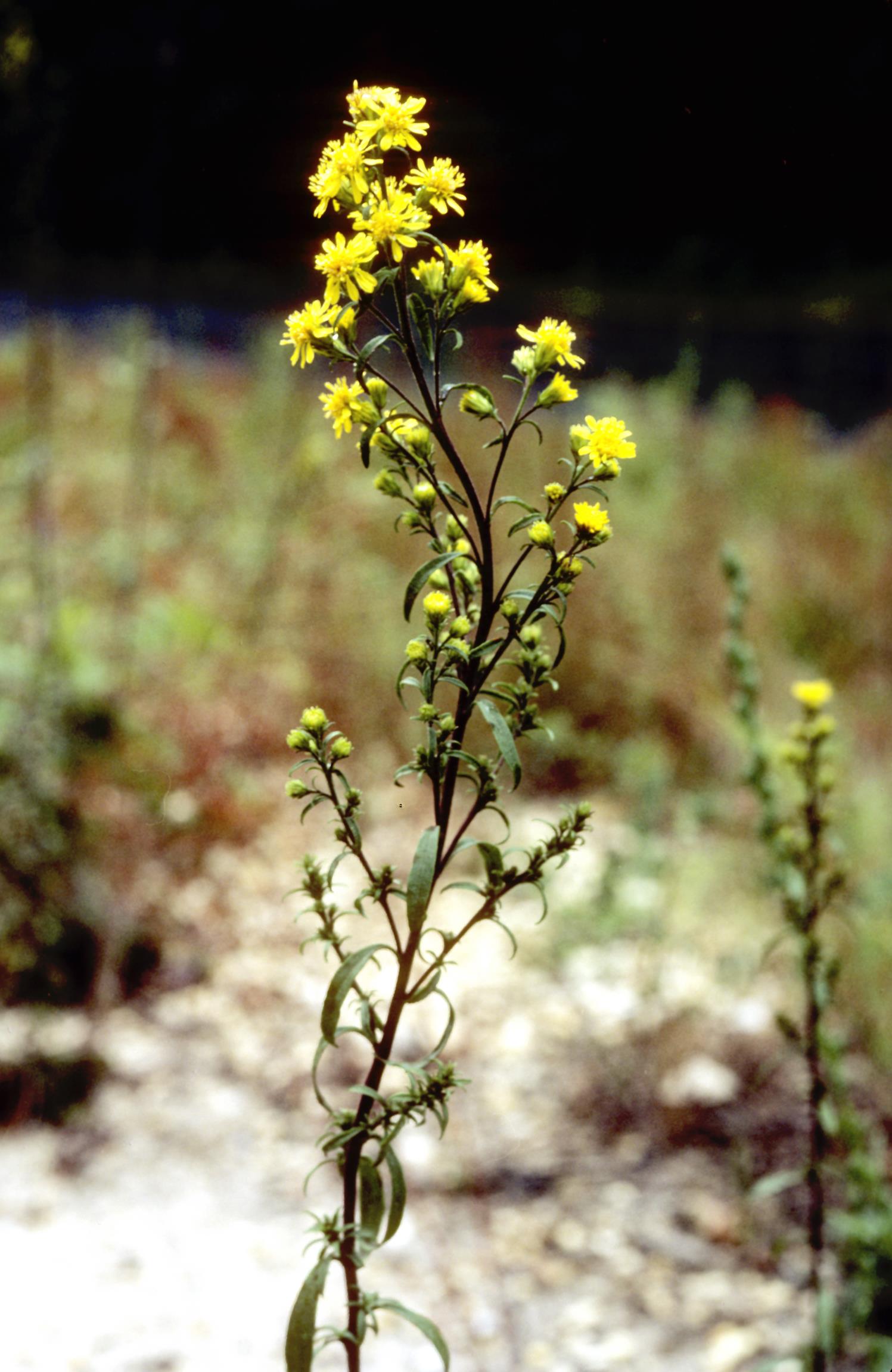 Downy Goldenrod