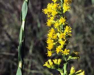Wand Goldenrod