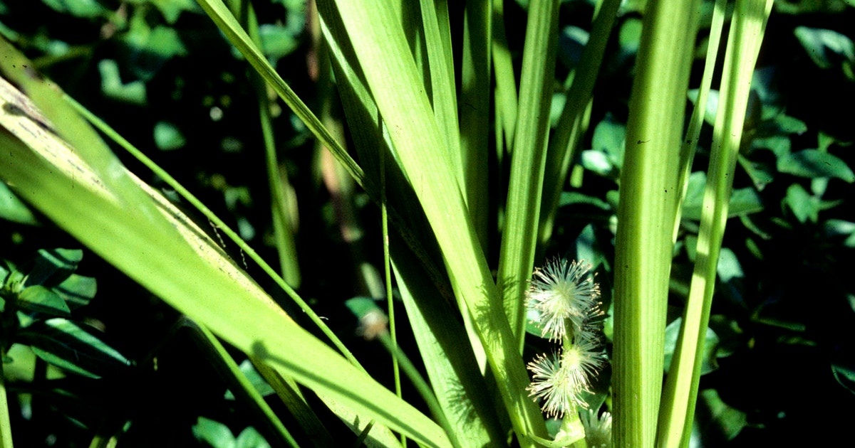 American Burr-Reed | Audubon