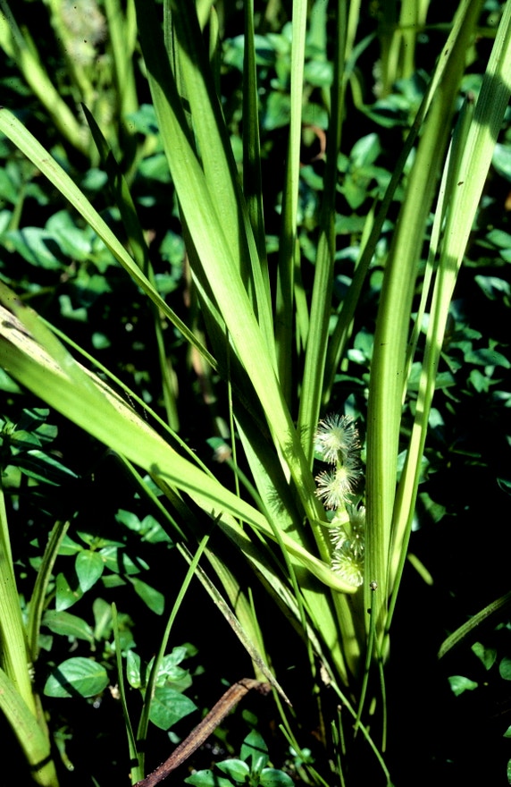 American Burr-Reed | Audubon