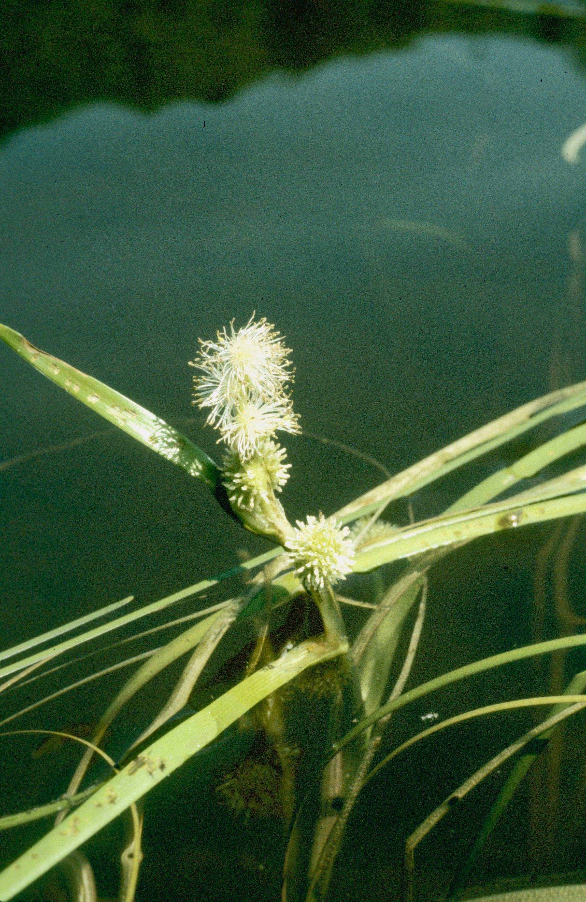 Narrow-Leaf Burr-Reed