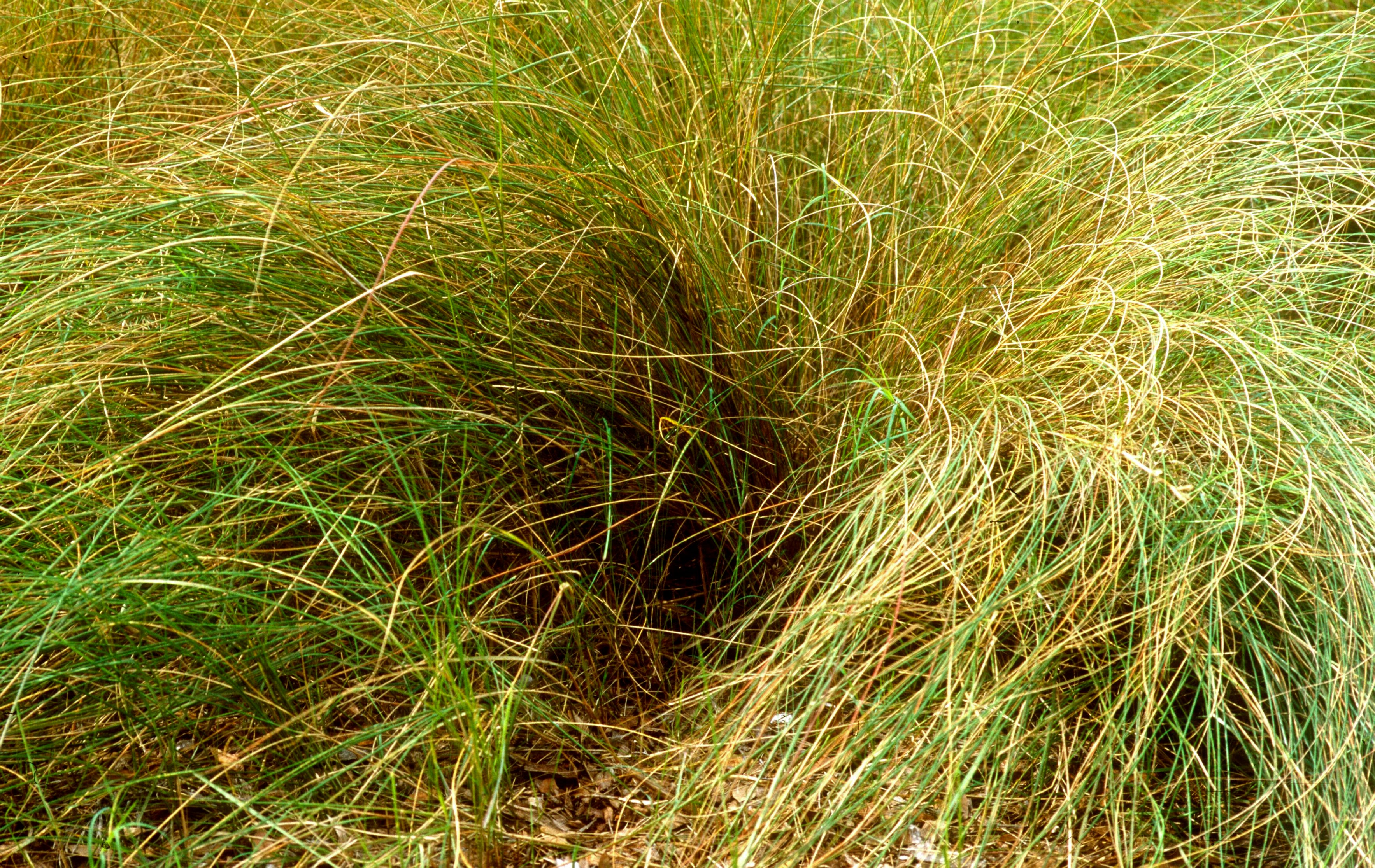 Salt-Meadow Cord Grass
