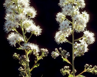 White Meadowsweet