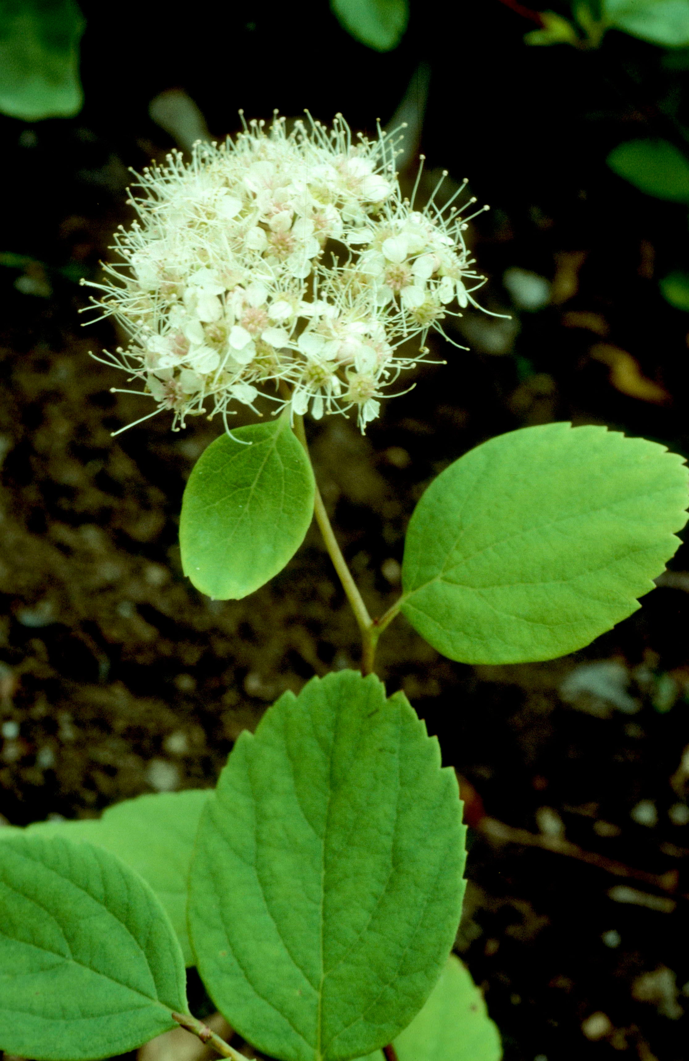 Birch-Leaf Meadowsweet