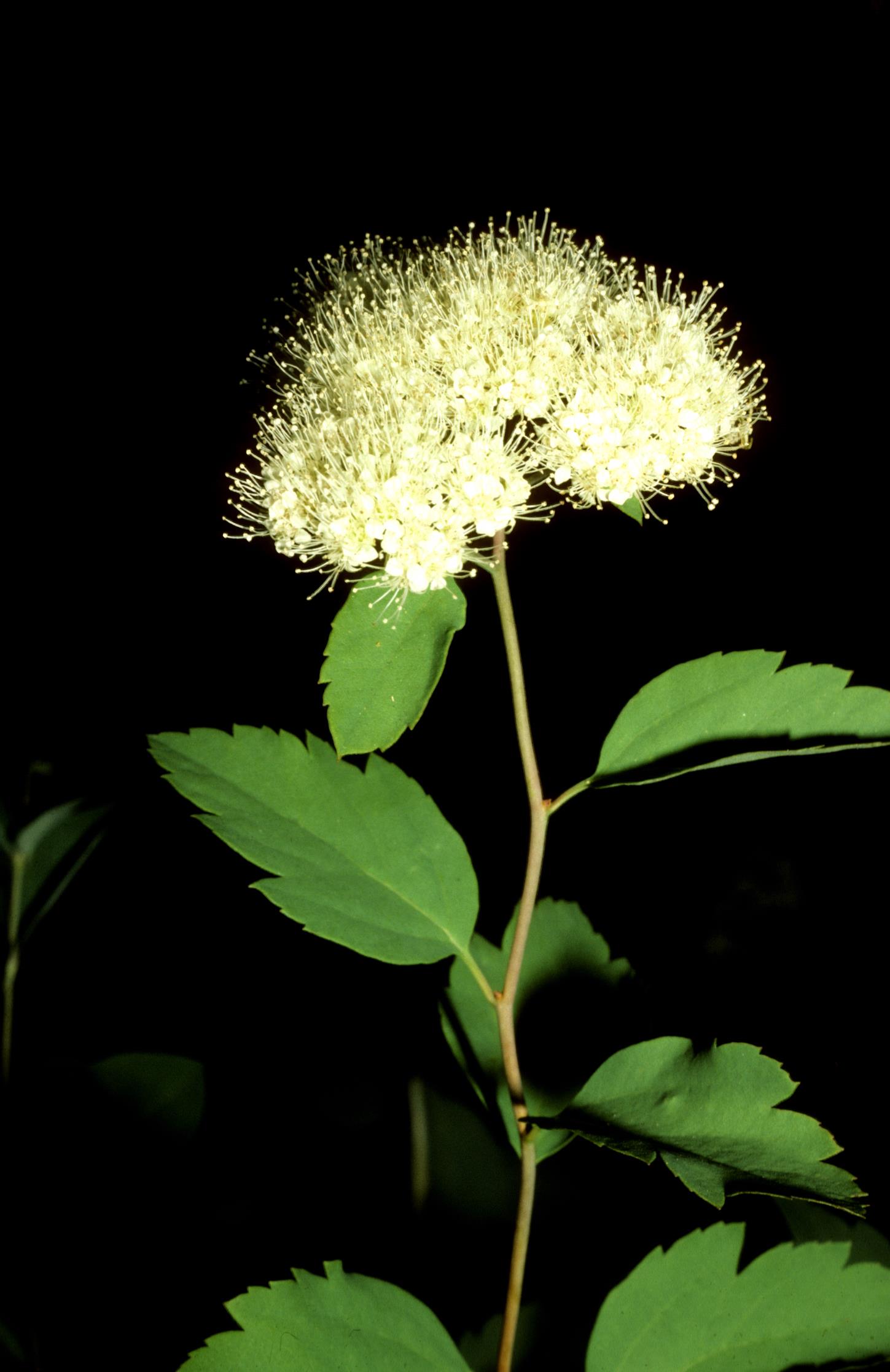 Shiny-Leaf Meadowsweet