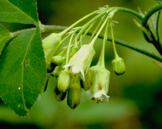 American Bladdernut