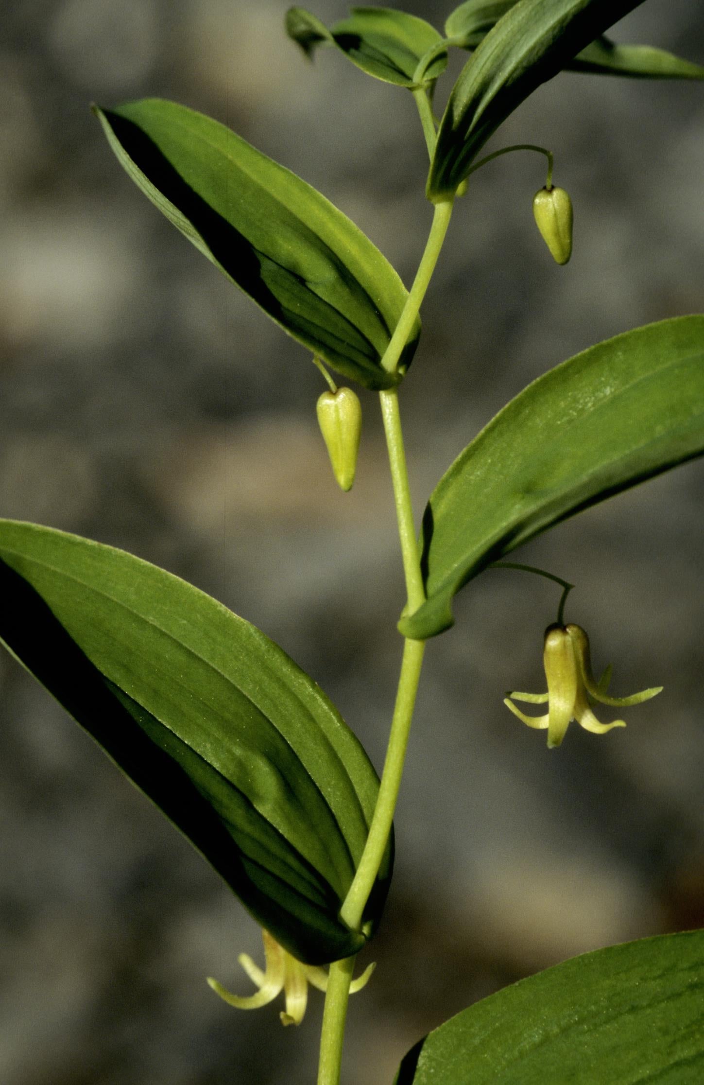 Clasping Twistedstalk