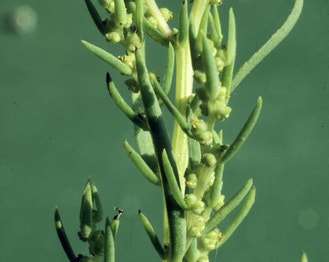 Annual Seepweed