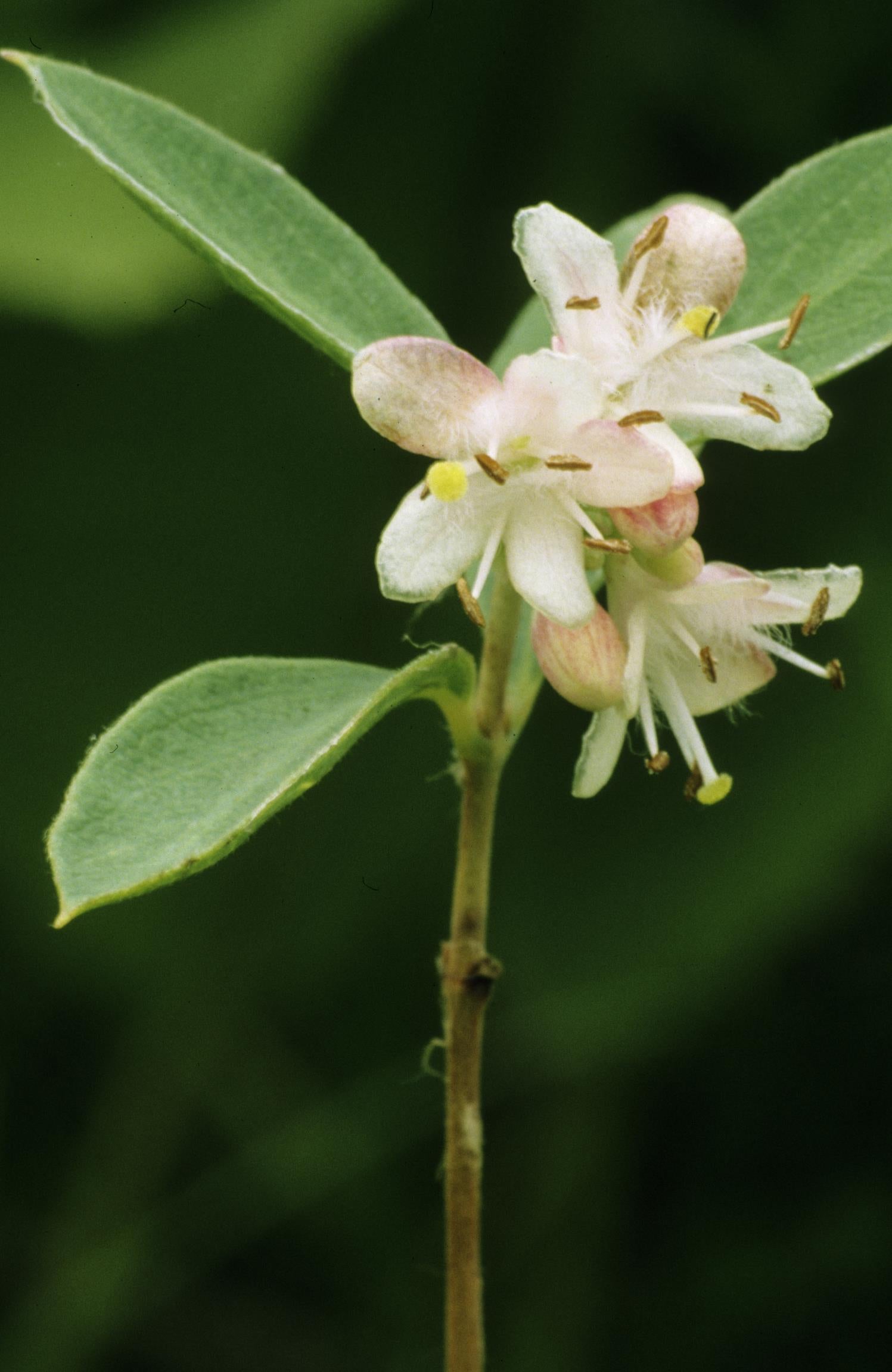 Western Snowberry