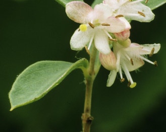 Western Snowberry