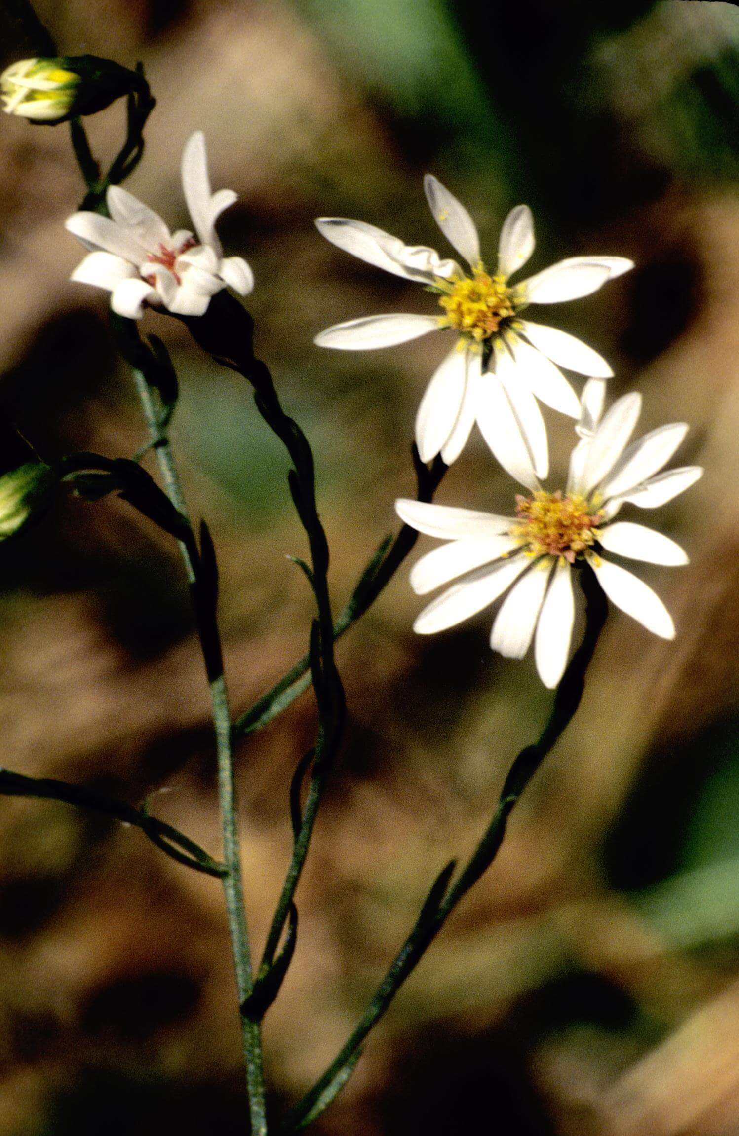 Lawn American-Aster