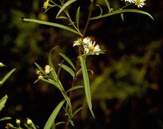 White Panicled American-Aster