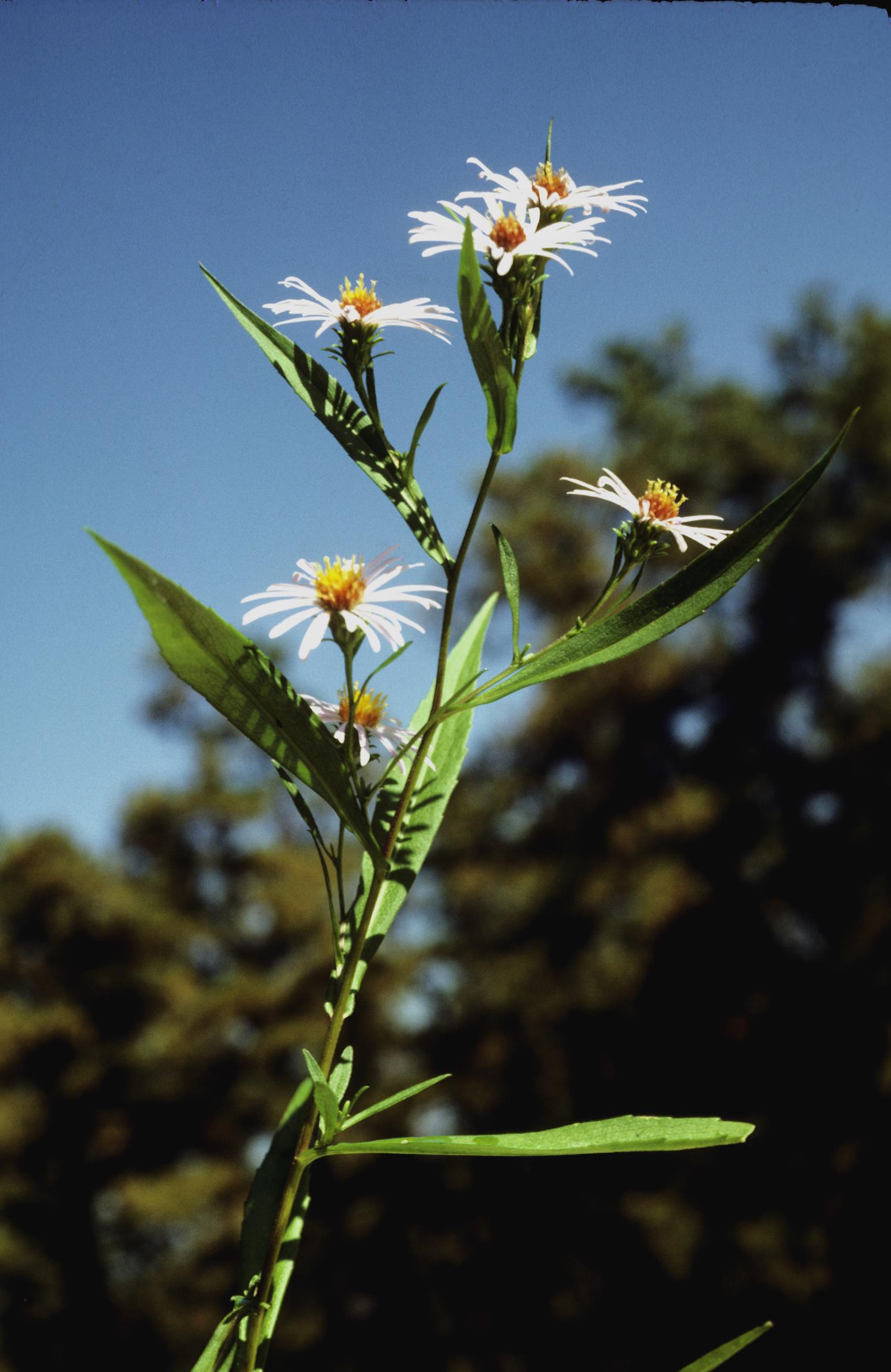 New Belgium American-Aster