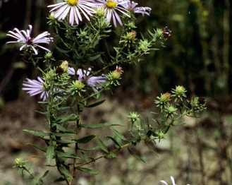 Aromatic American-Aster