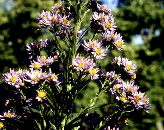 Willow-Leaf American-Aster