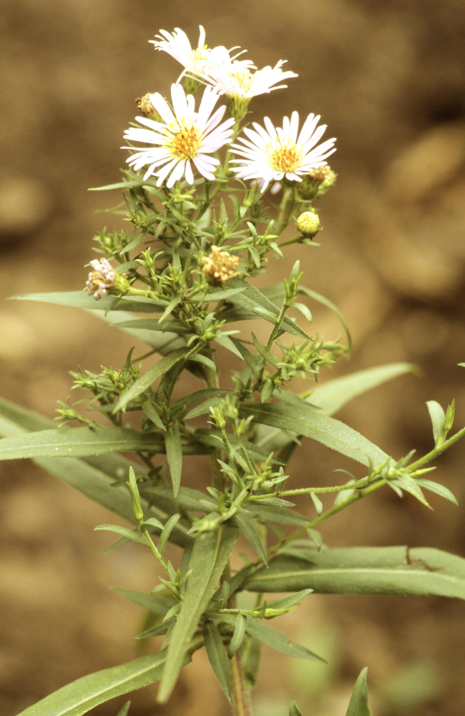 Purple-Stem American-Aster
