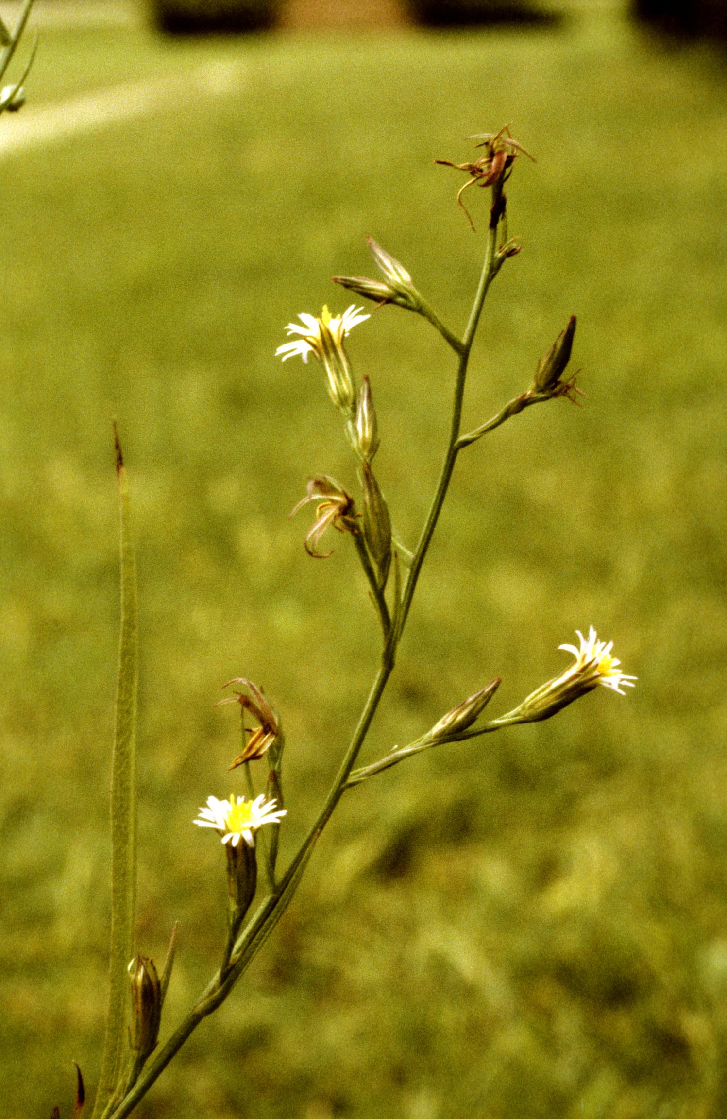 Seaside American-Aster