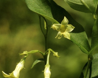 Climbing-Dogbane