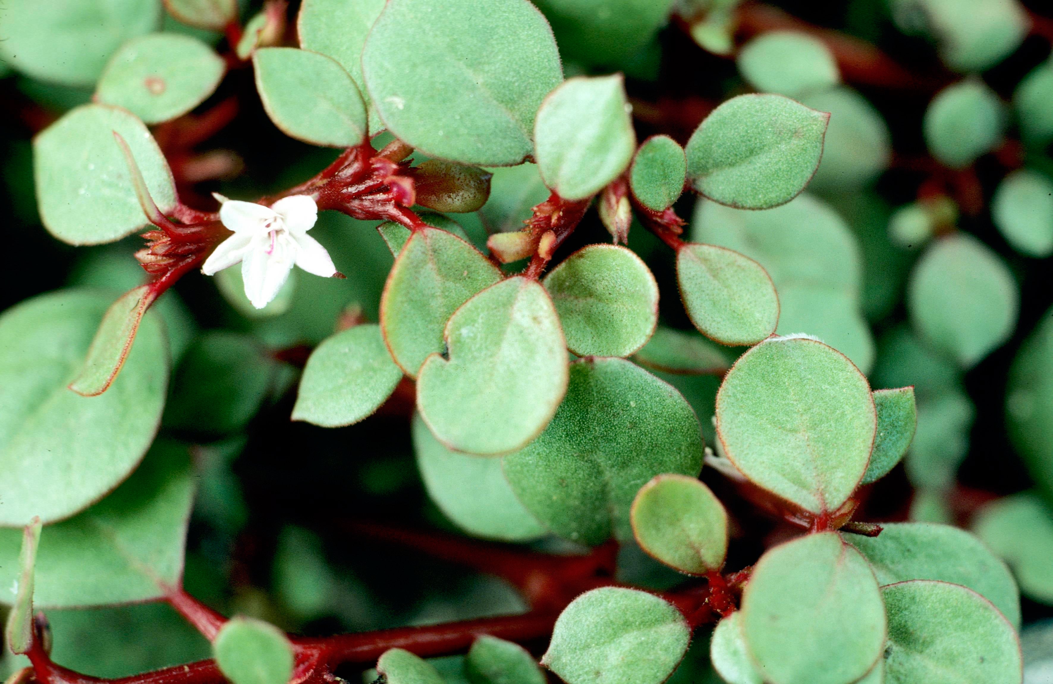 Desert Horse-Purslane