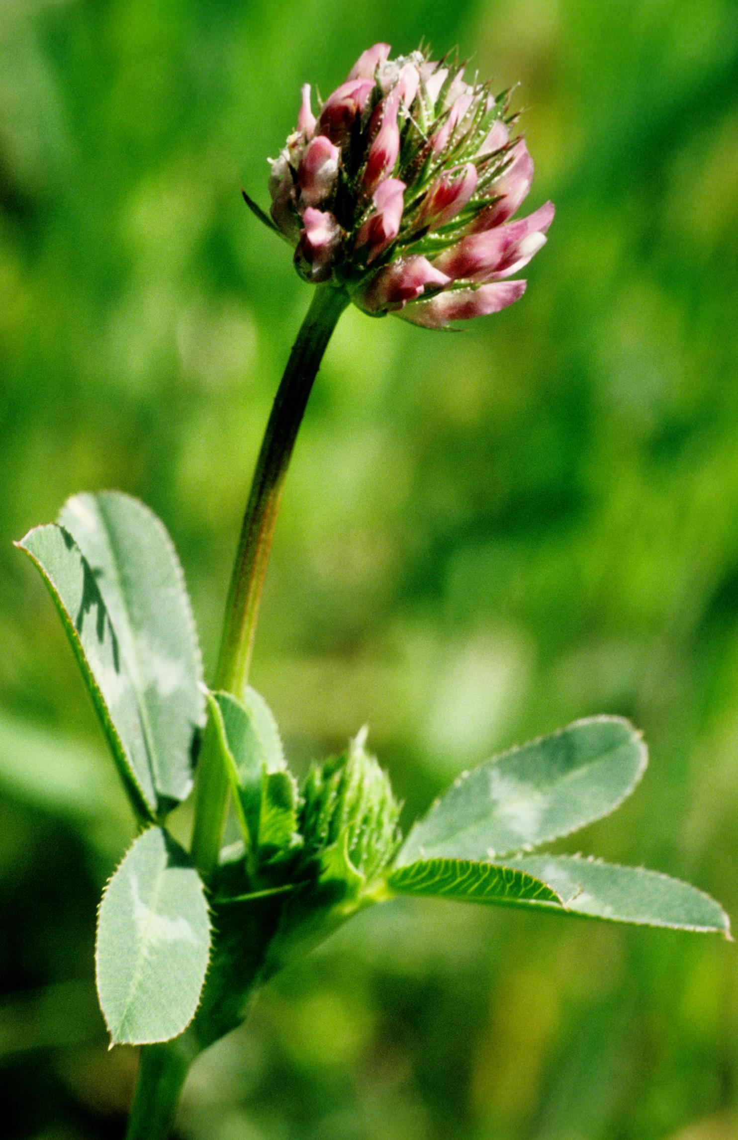 Foothill Clover