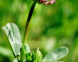 Foothill Clover