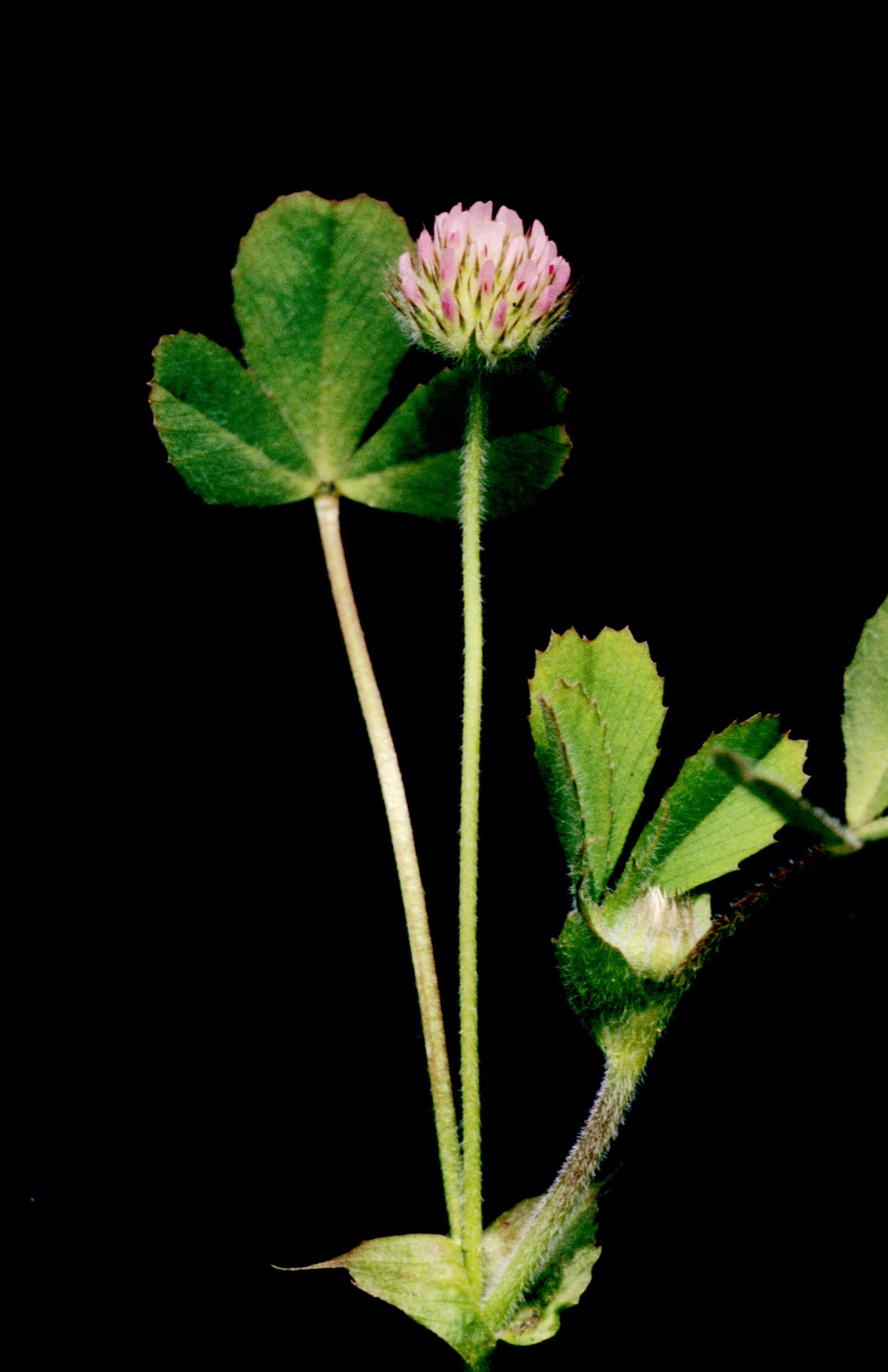 Small-Head Clover