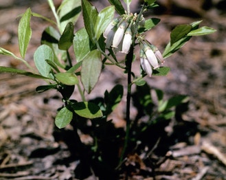 Black Blueberry