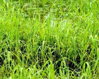 American Eel-Grass