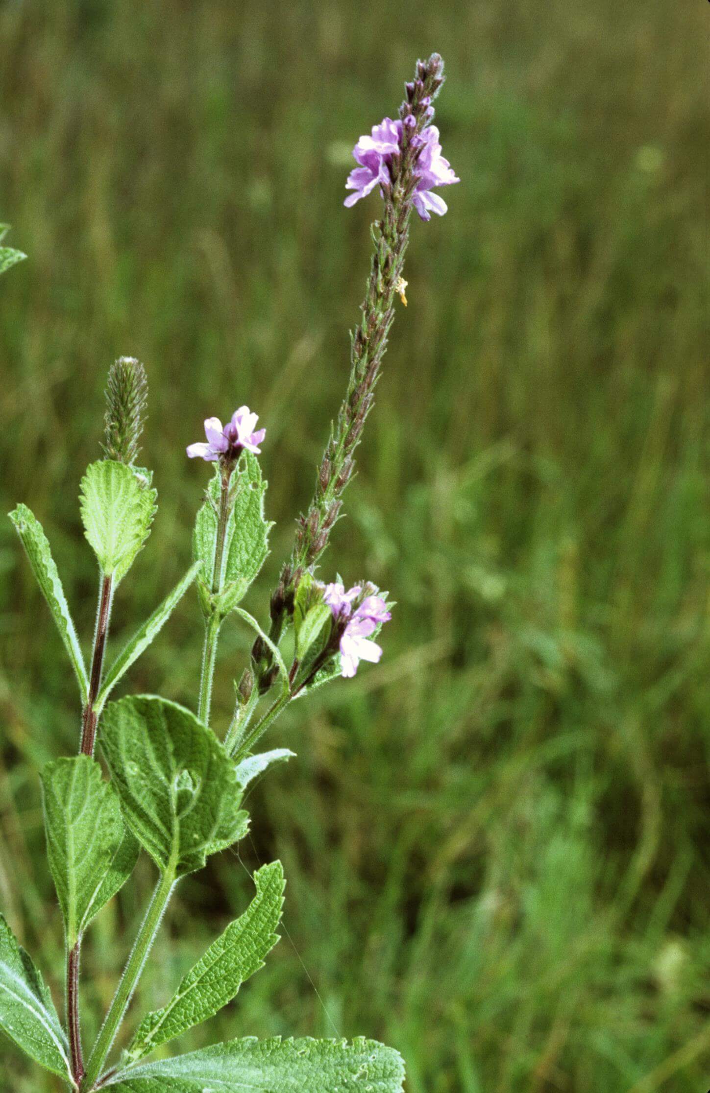 Hoary Vervain