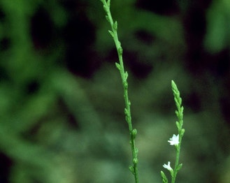 White Vervain