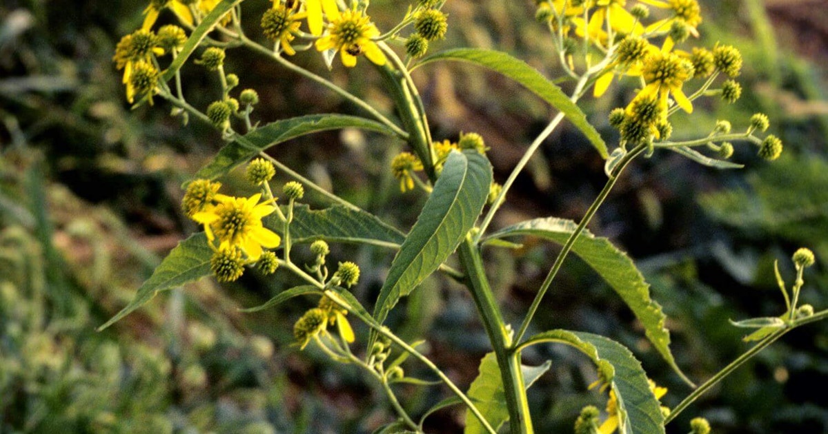 Wingstem Dead Wingstem | Audubon