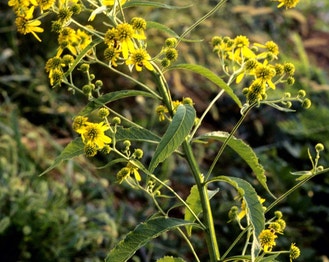 Wingstem
