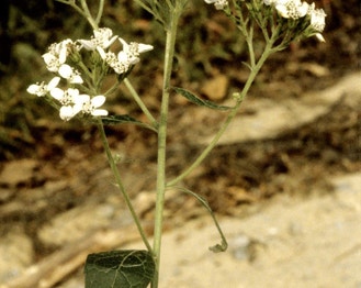 White Crownbeard