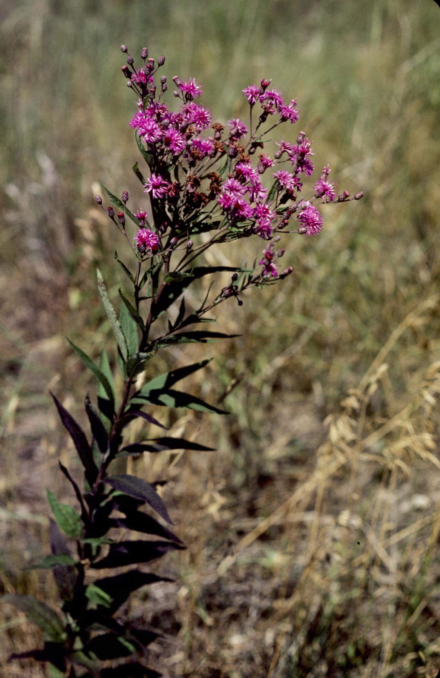 Western Ironweed