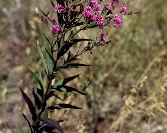 Western Ironweed