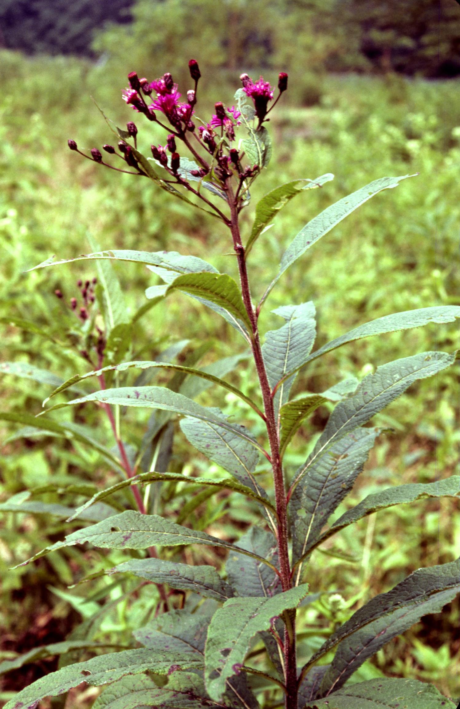 Giant Ironweed