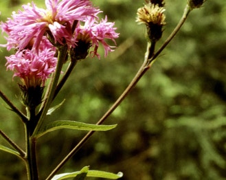 Broad-Leaf Ironweed