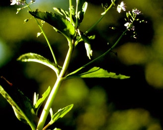American-Brooklime