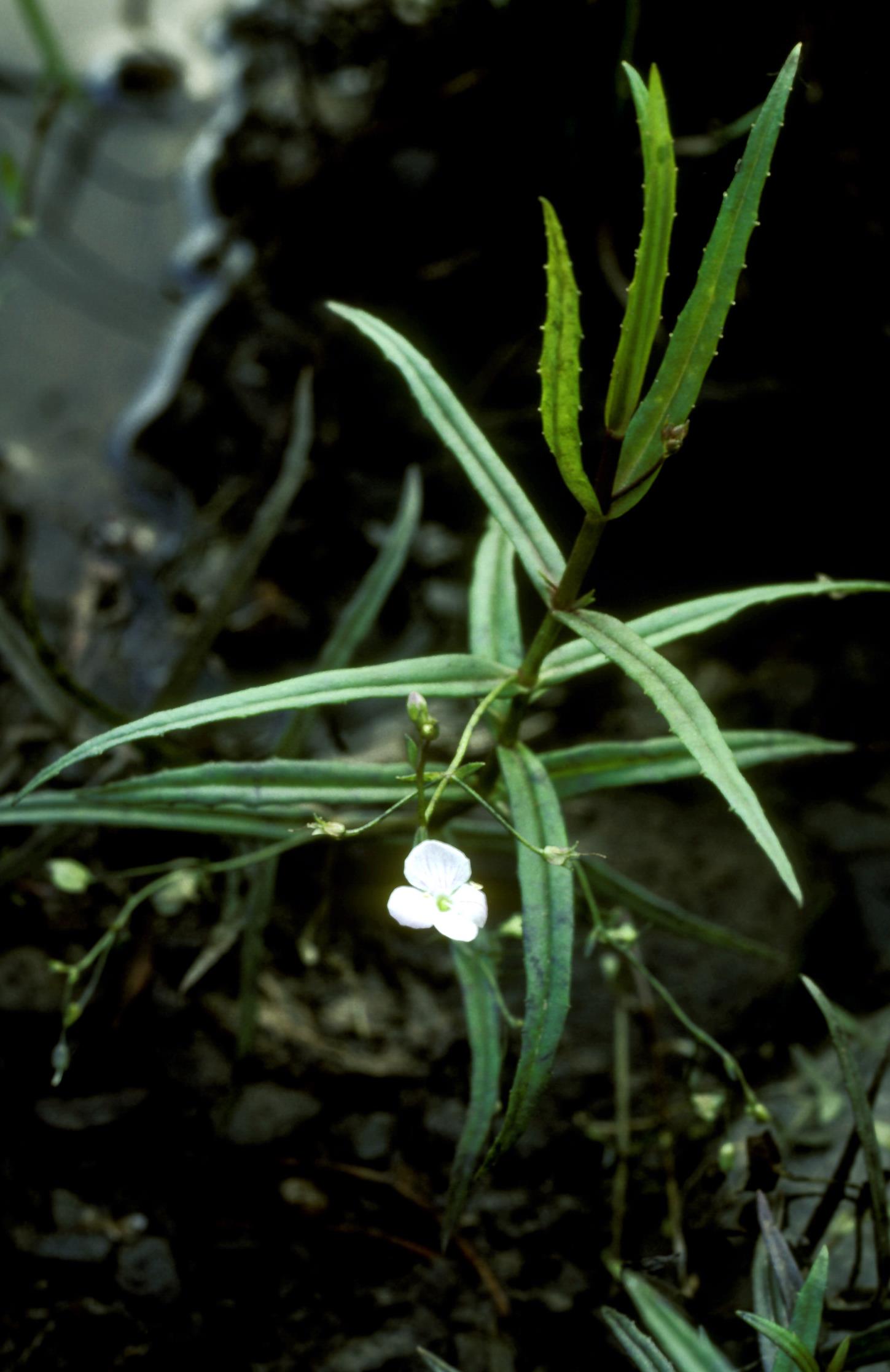 Grass-Leaf Speedwell