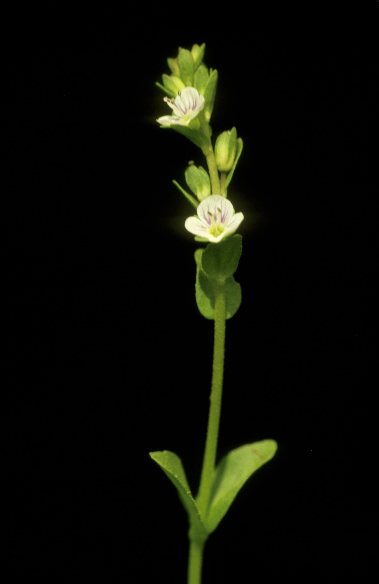 Thyme-Leaf Speedwell