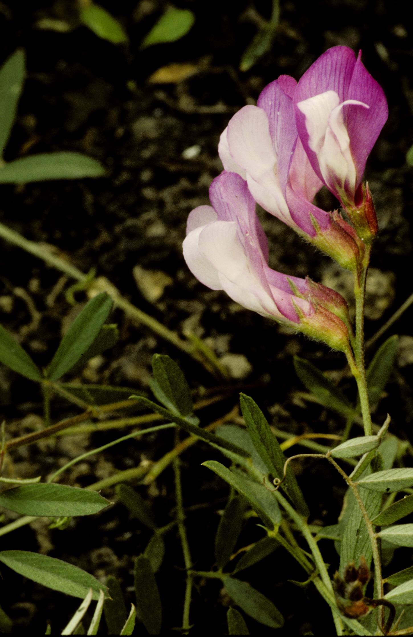 American Purple Vetch