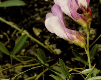 American Purple Vetch