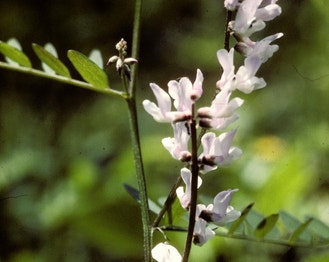 Carolina Vetch