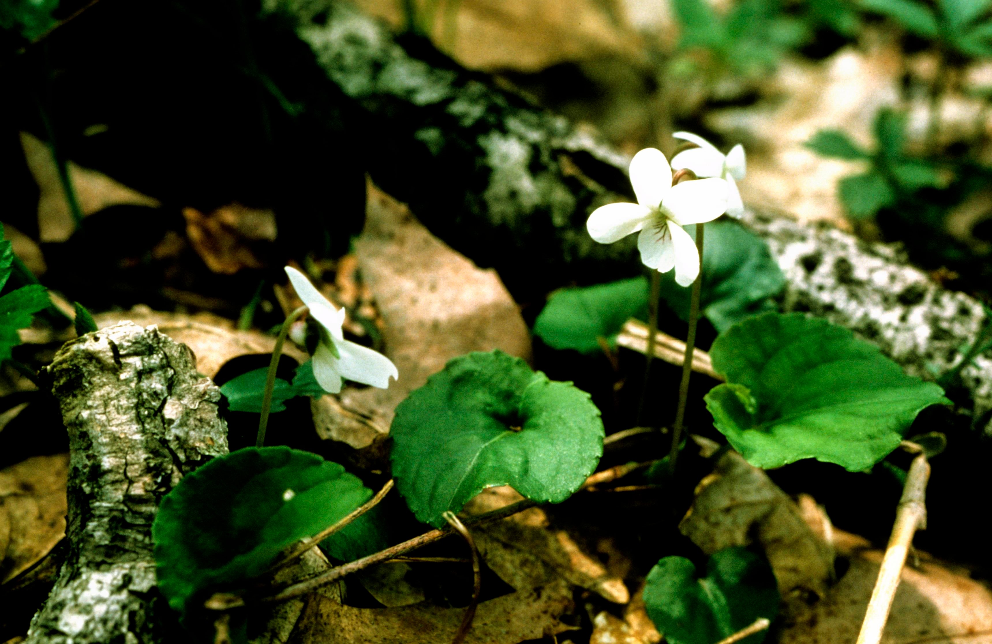 Sweet White Violet