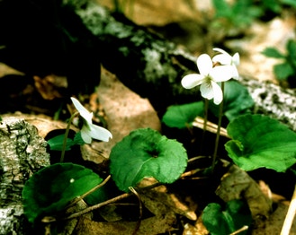 Sweet White Violet