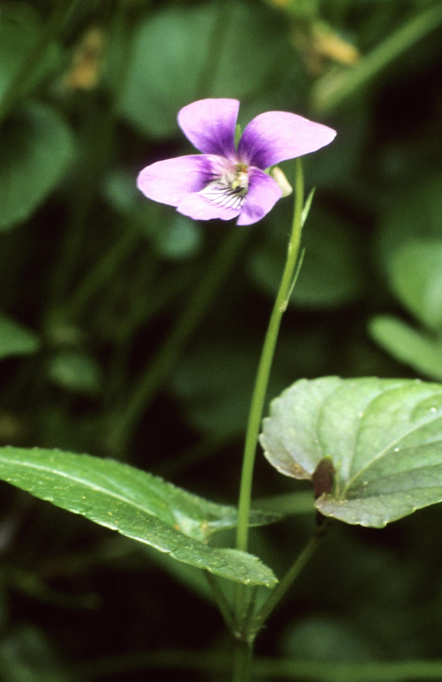Alpine Violet