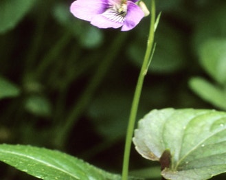 Alpine Violet