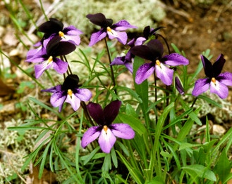 Bird-Foot Violet