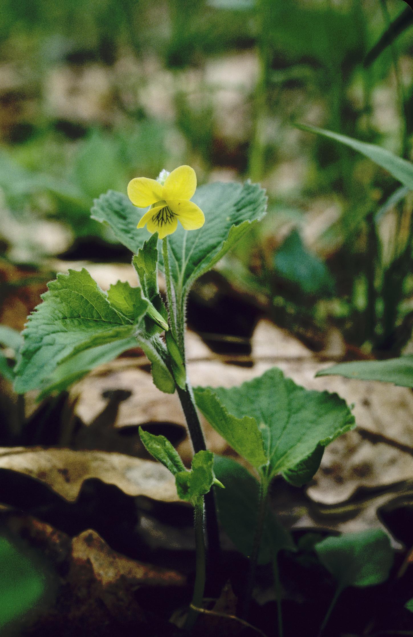 Downy Yellow Violet
