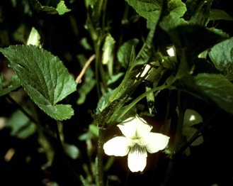 Striped Cream Violet